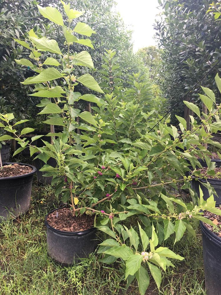 callicarpa-americana-american-beautyberry