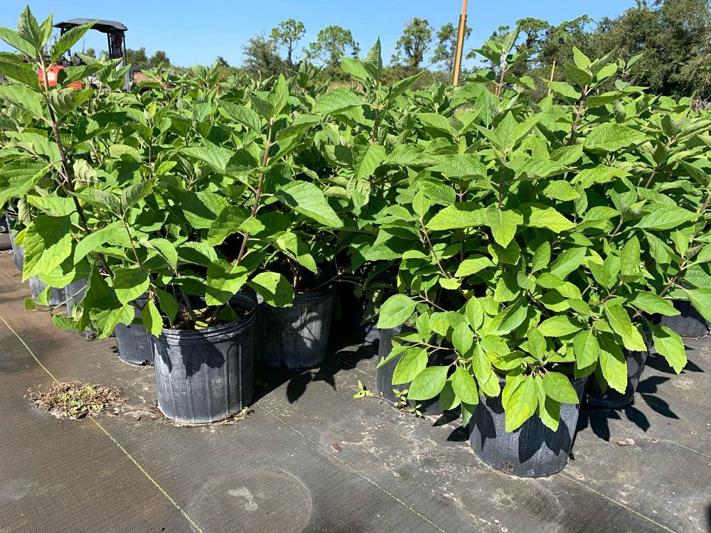 callicarpa-americana-american-beautyberry
