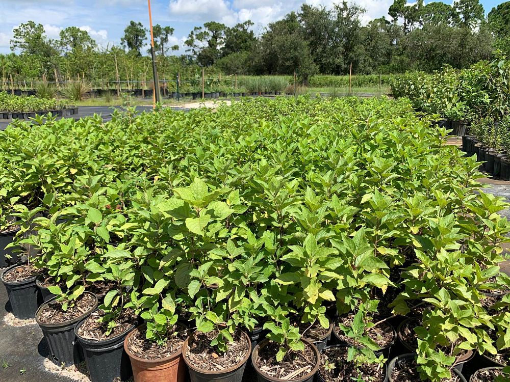 callicarpa-americana-american-beautyberry