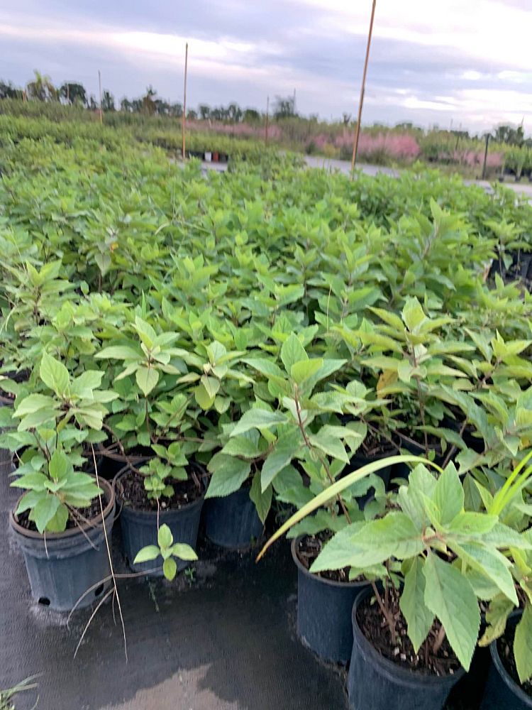 callicarpa-americana-american-beautyberry