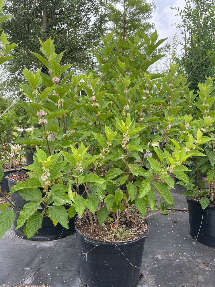 callicarpa-americana-american-beautyberry