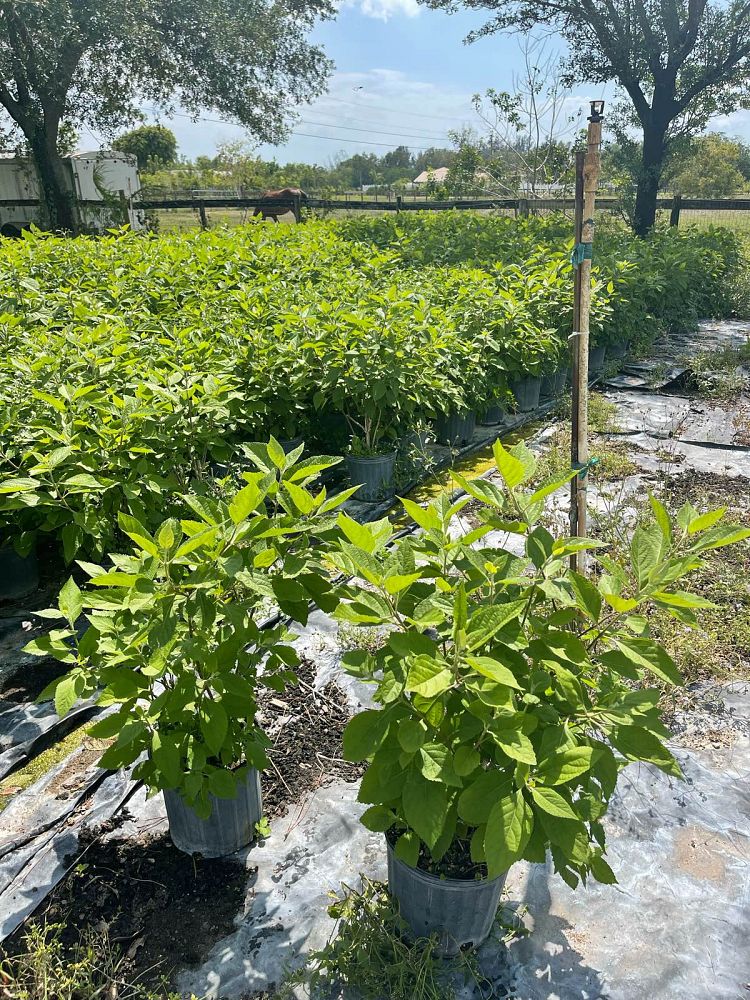 callicarpa-americana-american-beautyberry