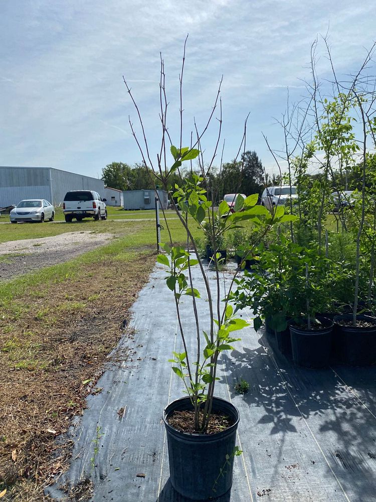 callicarpa-americana-american-beautyberry