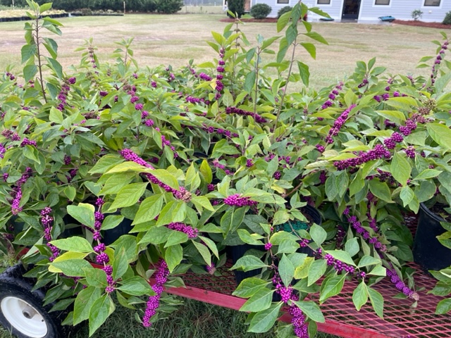 callicarpa-americana-american-beautyberry