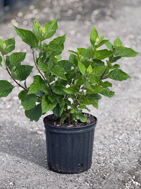 callicarpa-americana-american-beautyberry