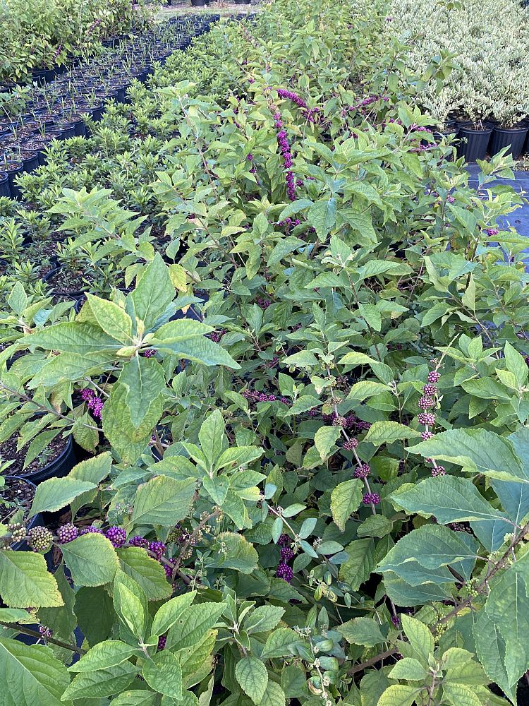 callicarpa-americana-american-beautyberry