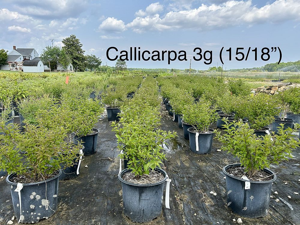 callicarpa-americana-american-beautyberry