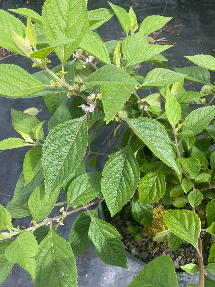 callicarpa-americana-american-beautyberry