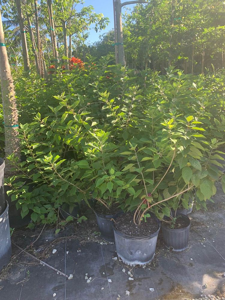 callicarpa-americana-american-beautyberry