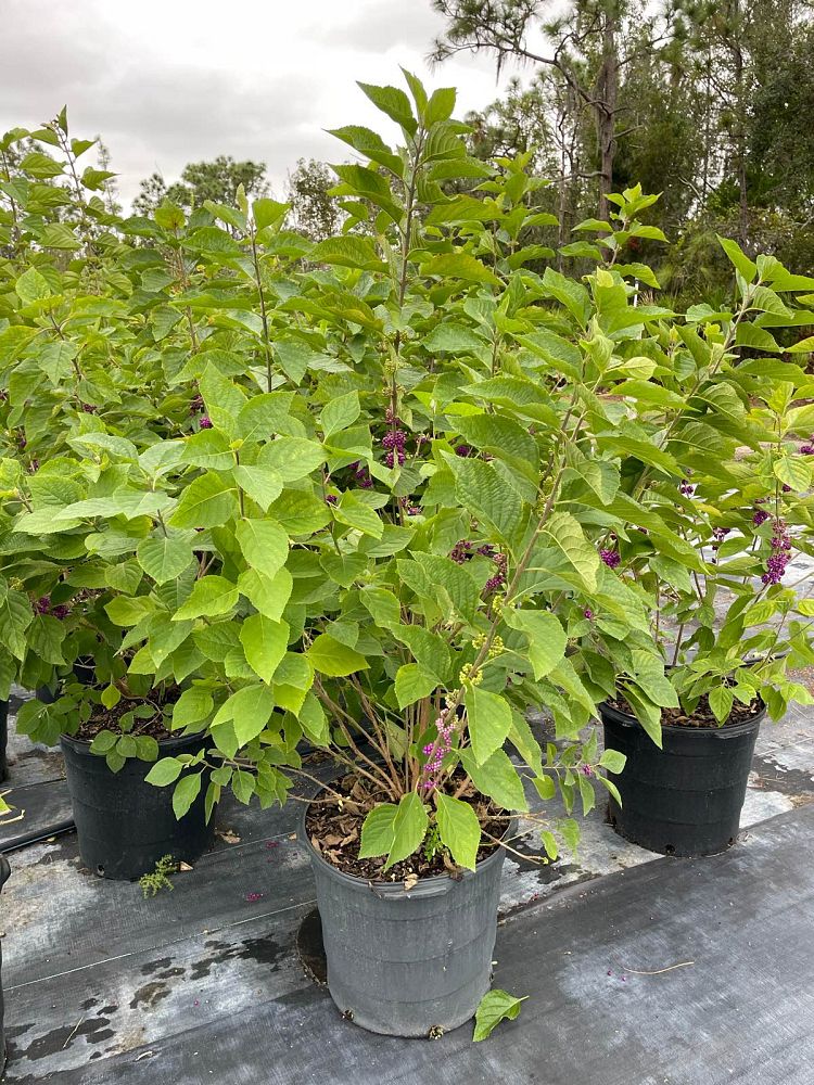 callicarpa-americana-american-beautyberry