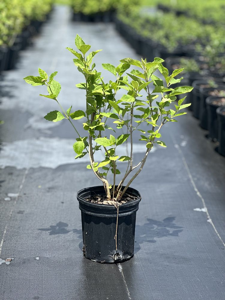 callicarpa-americana-american-beautyberry