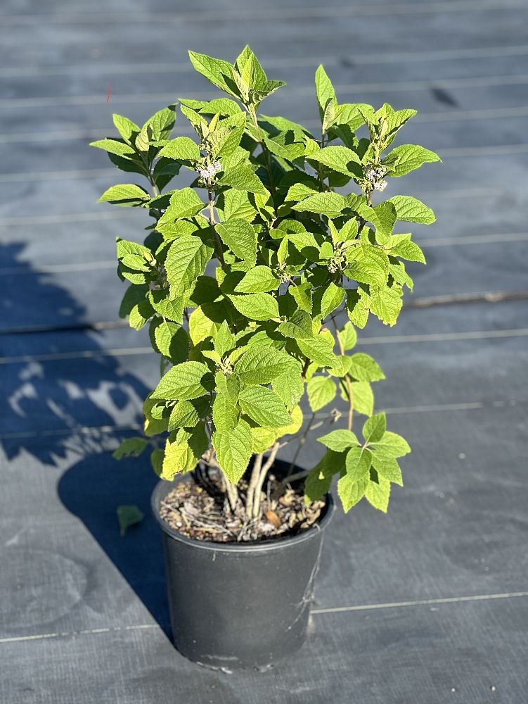 callicarpa-americana-american-beautyberry