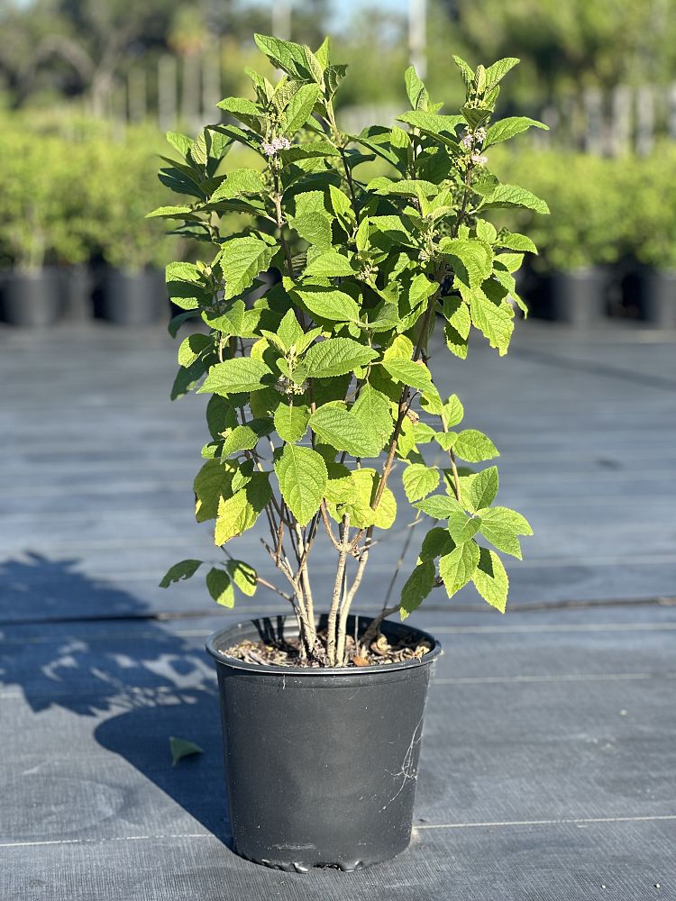 callicarpa-americana-american-beautyberry