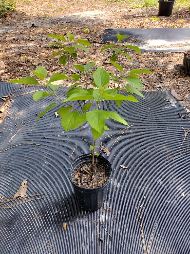 callicarpa-americana-american-beautyberry