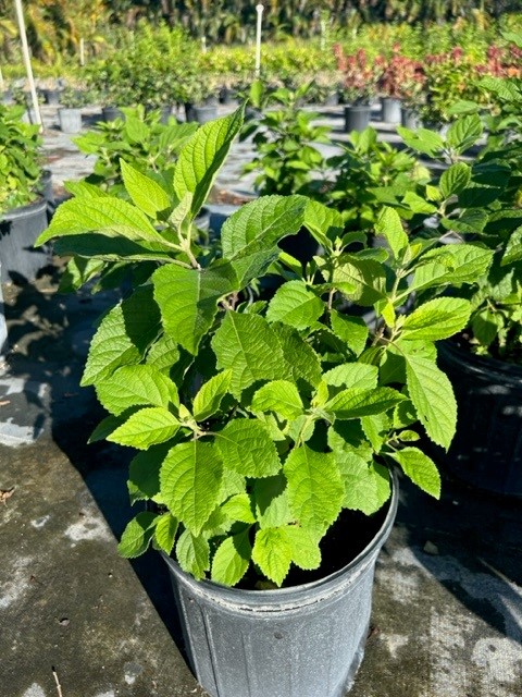 callicarpa-americana-american-beautyberry