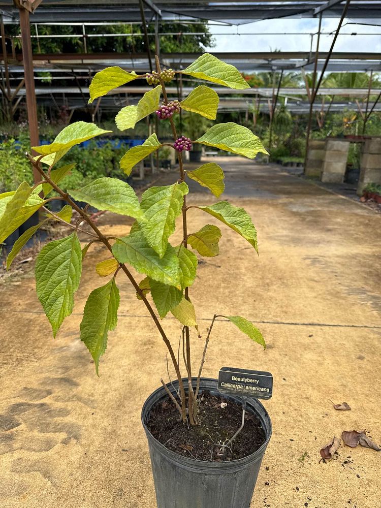 callicarpa-americana-american-beautyberry