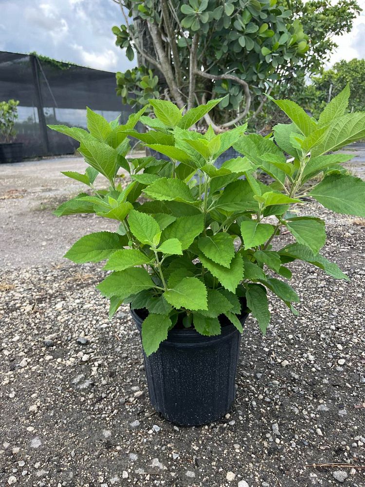 callicarpa-americana-american-beautyberry