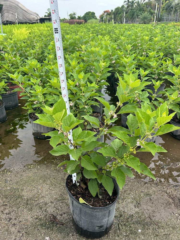 callicarpa-americana-american-beautyberry