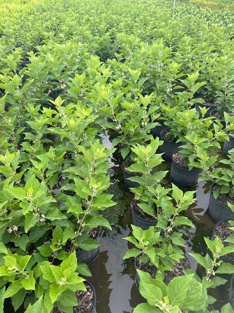 callicarpa-americana-american-beautyberry