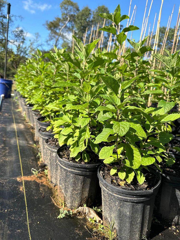 callicarpa-americana-american-beautyberry
