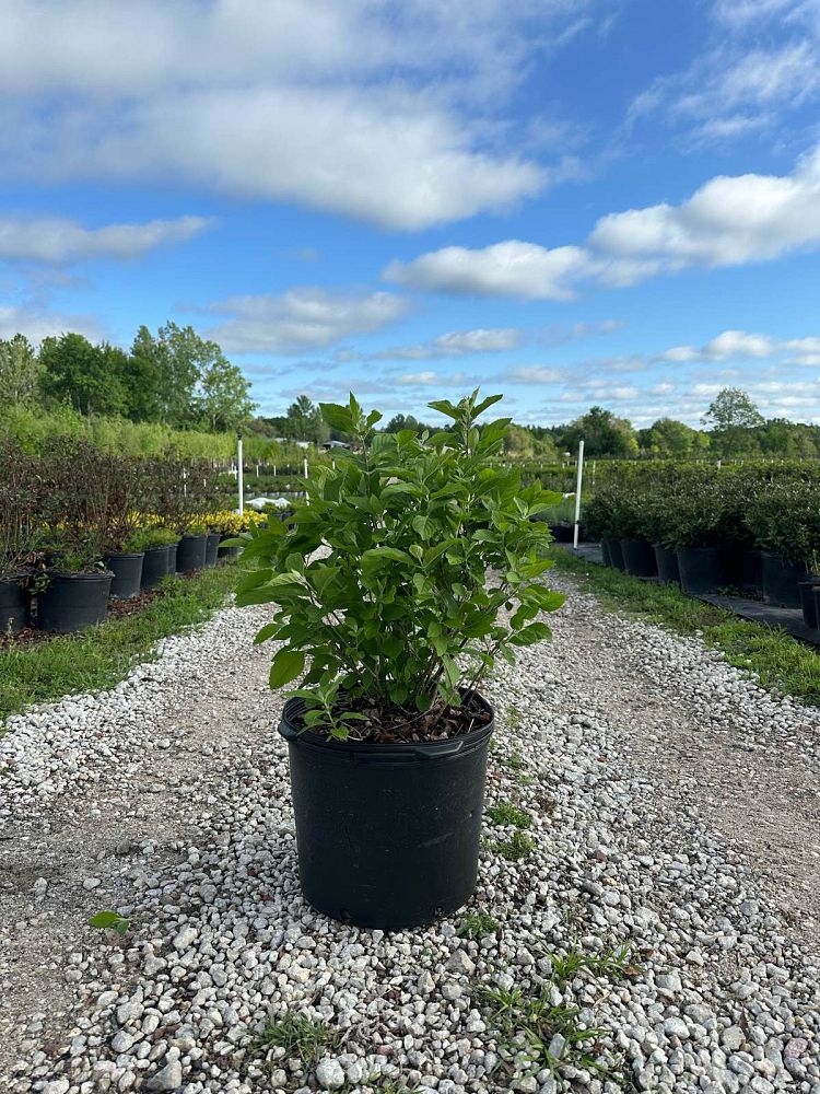 callicarpa-americana-american-beautyberry