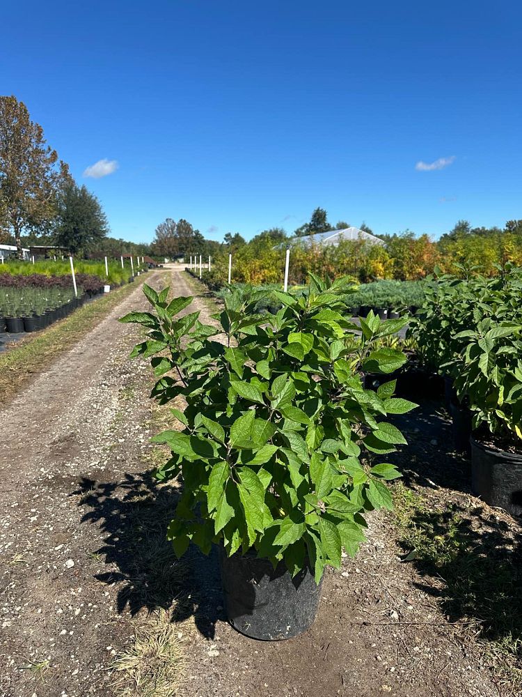 callicarpa-americana-american-beautyberry