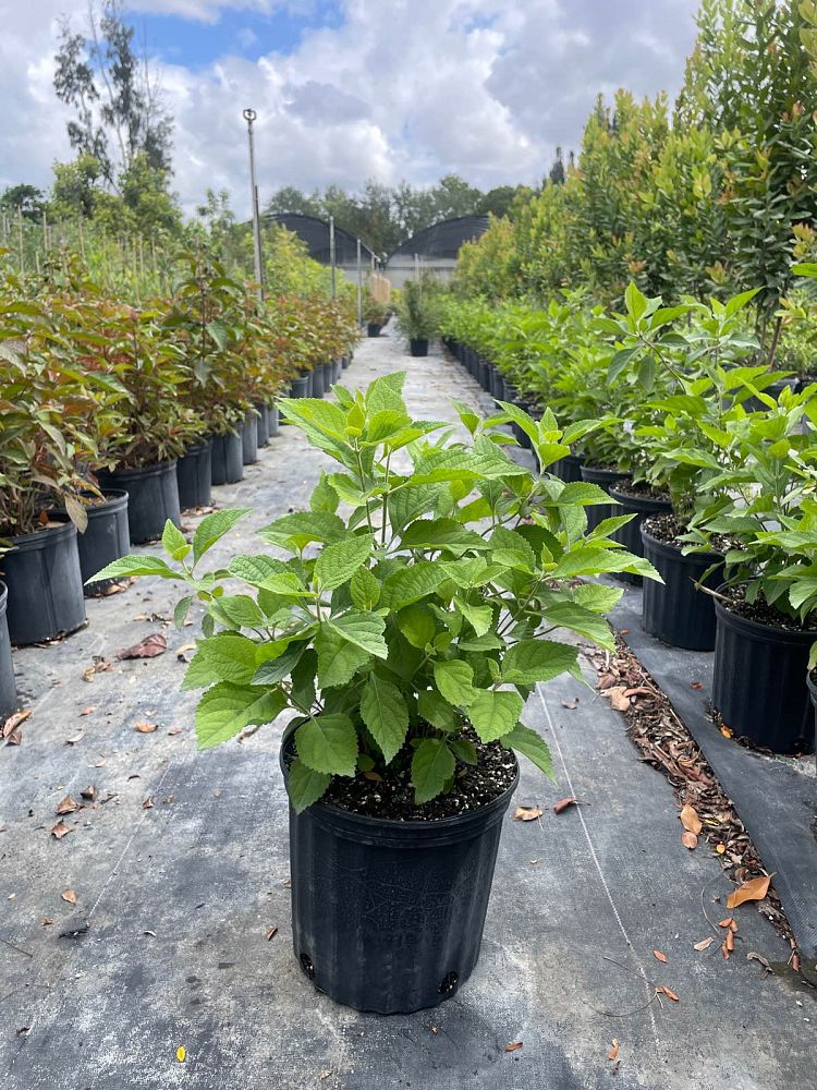 callicarpa-americana-american-beautyberry