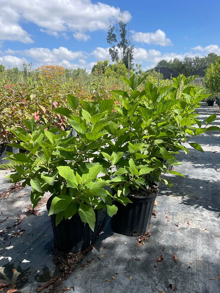 callicarpa-americana-american-beautyberry