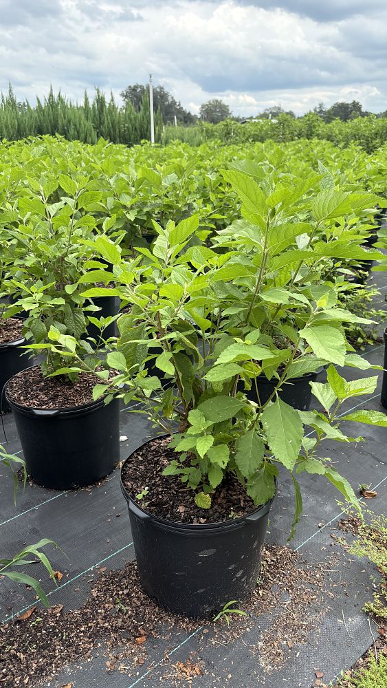 callicarpa-americana-american-beautyberry