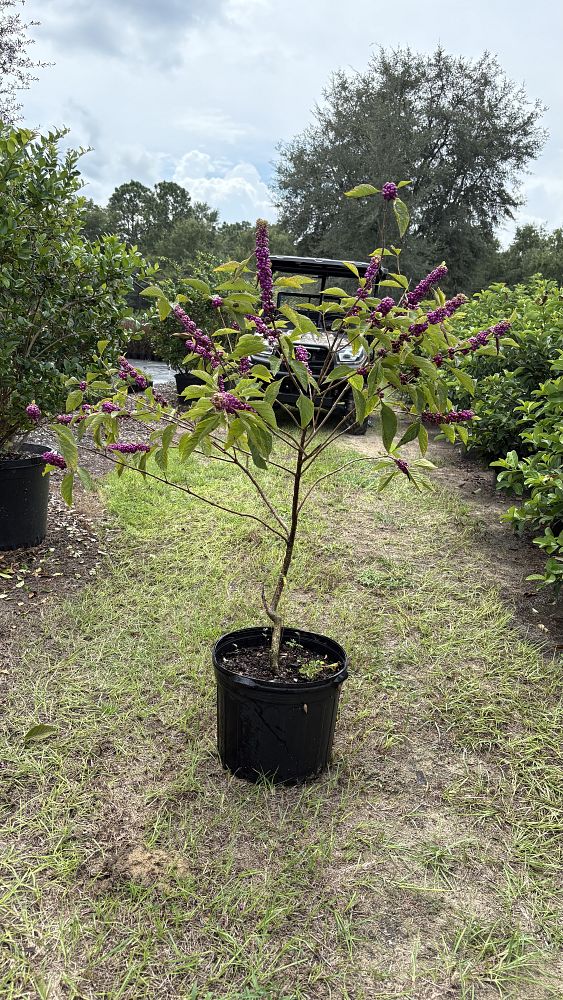 callicarpa-americana-american-beautyberry