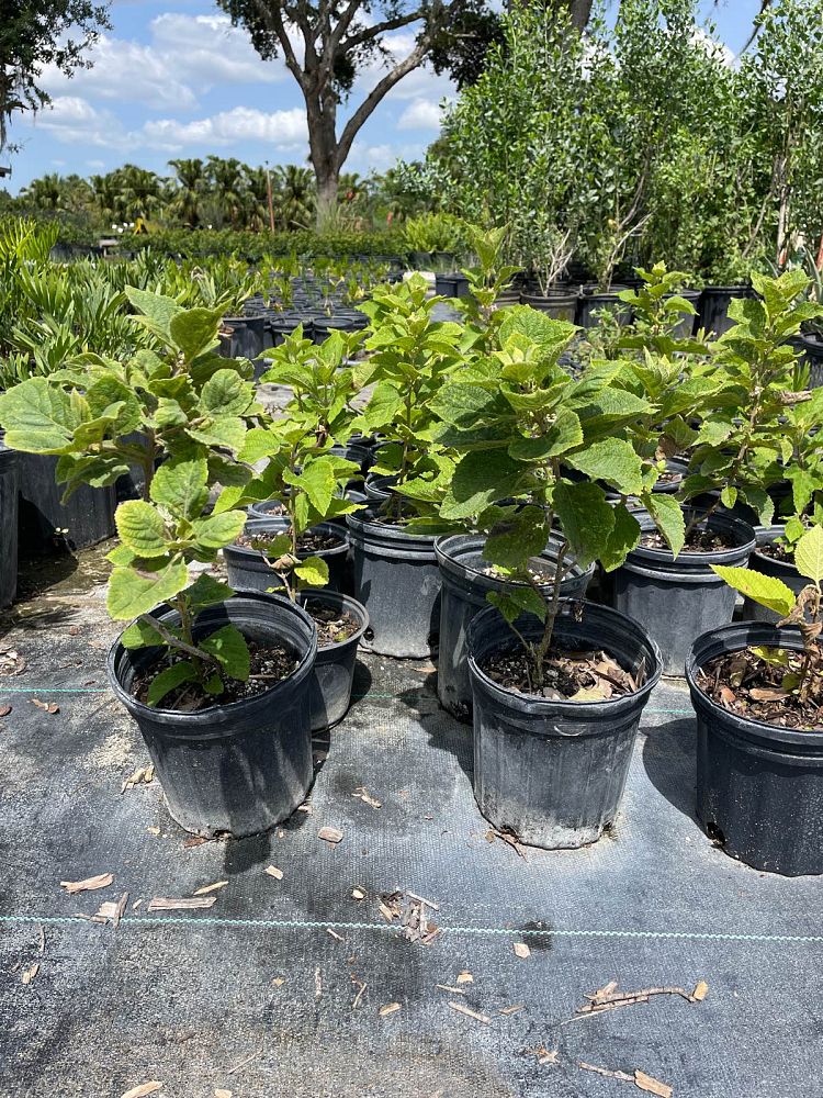 callicarpa-americana-american-beautyberry