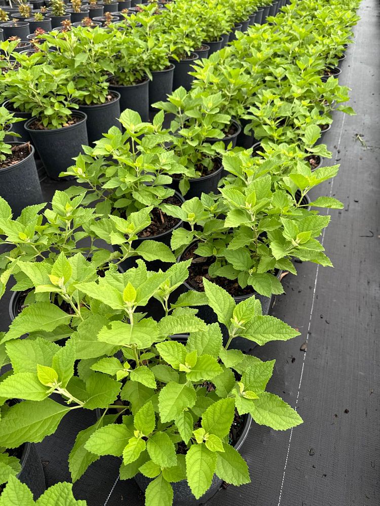 callicarpa-americana-american-beautyberry