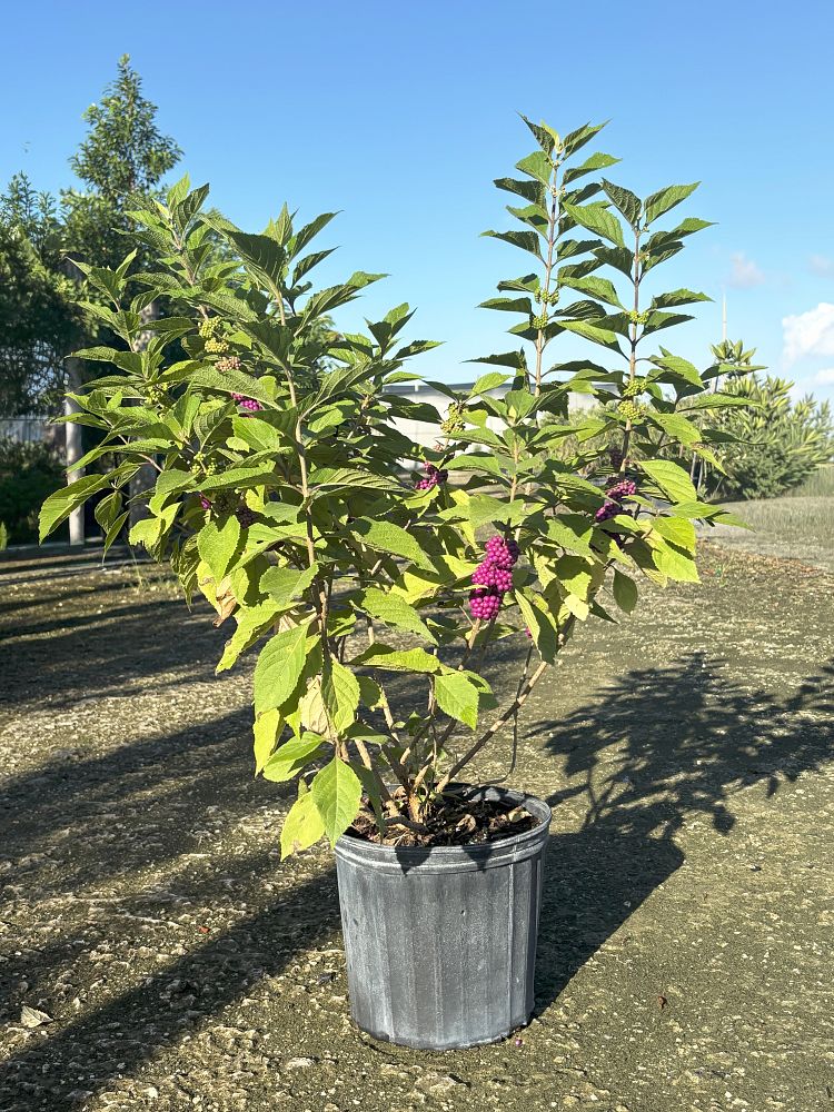 callicarpa-americana-american-beautyberry