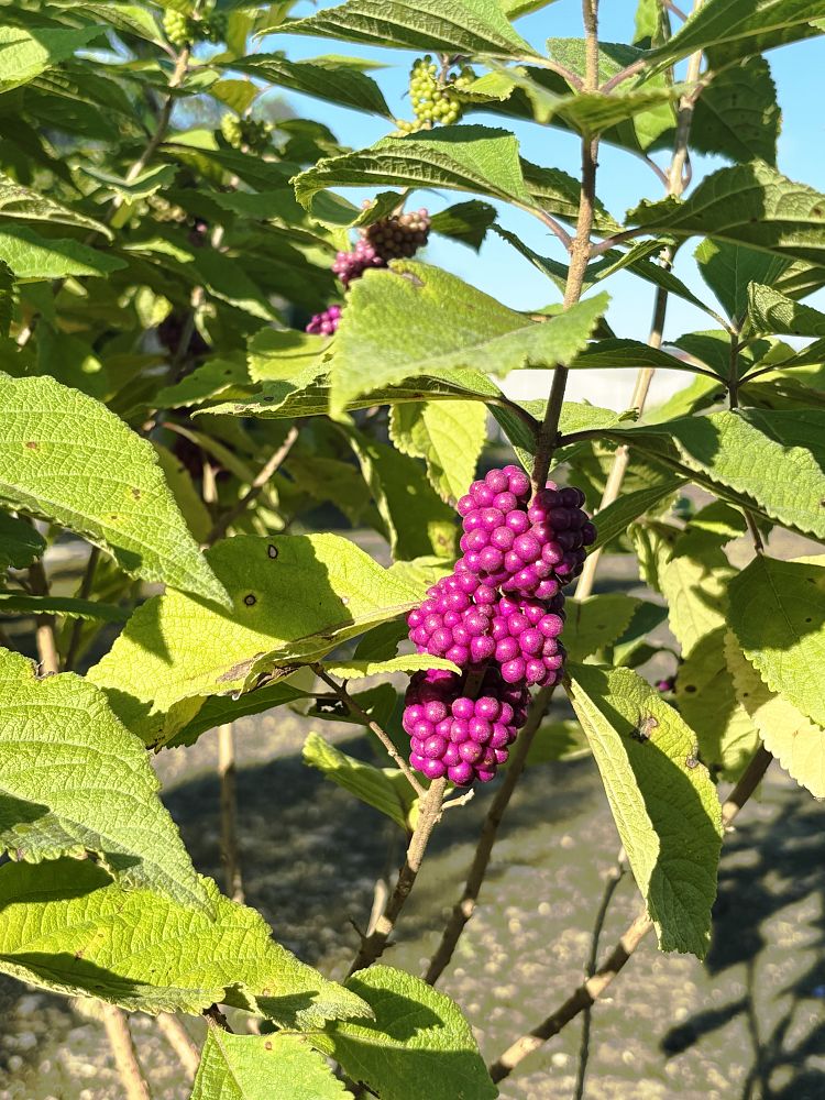 callicarpa-americana-american-beautyberry