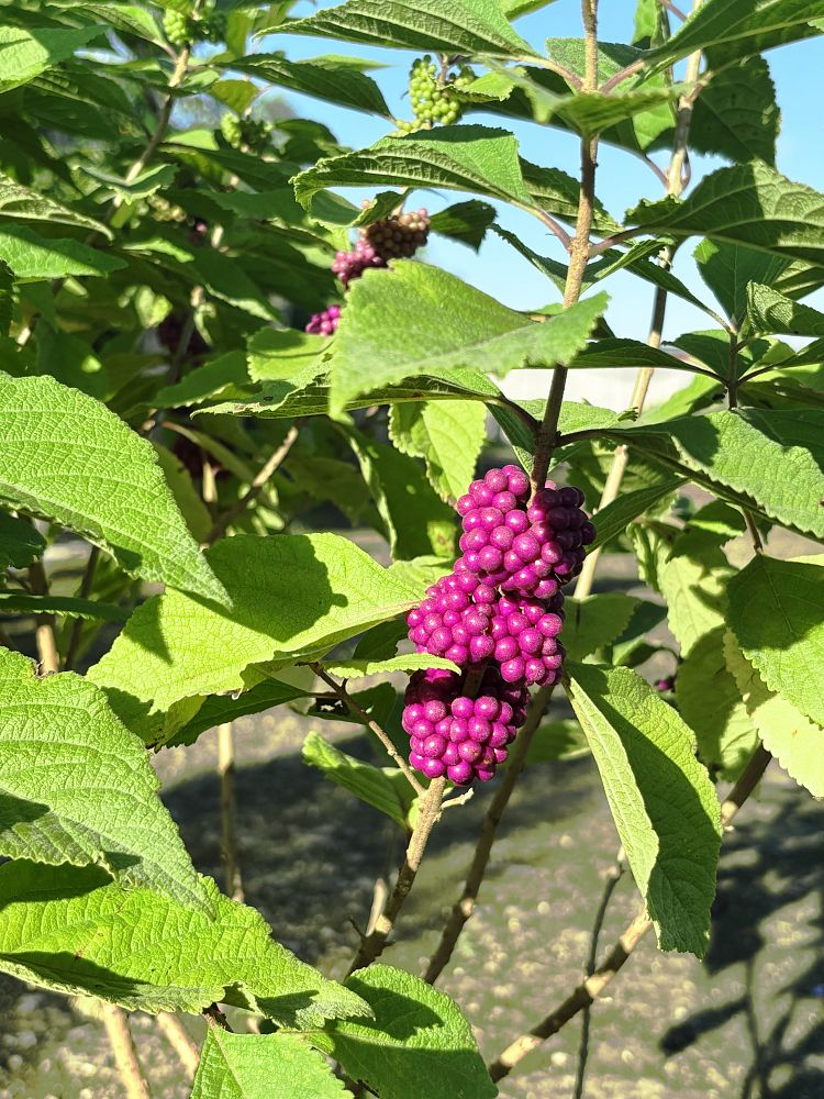 callicarpa-americana-american-beautyberry