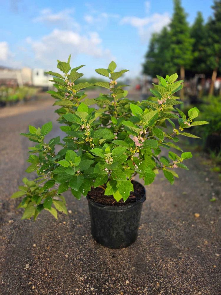 callicarpa-americana-american-beautyberry