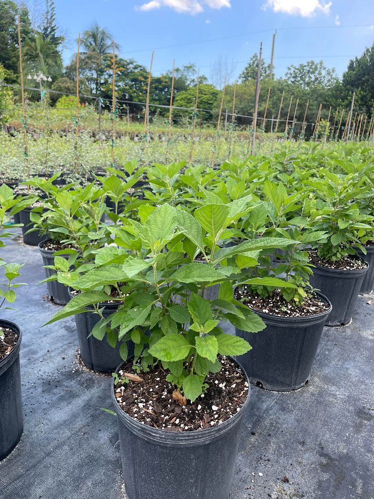 callicarpa-americana-american-beautyberry