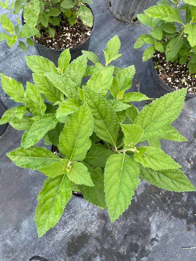 callicarpa-americana-american-beautyberry