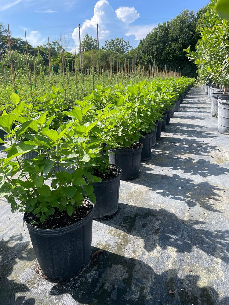 callicarpa-americana-american-beautyberry
