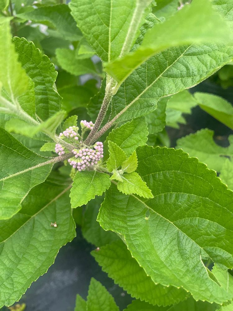callicarpa-americana-american-beautyberry