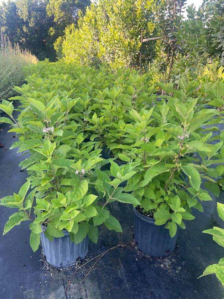 callicarpa-americana-american-beautyberry