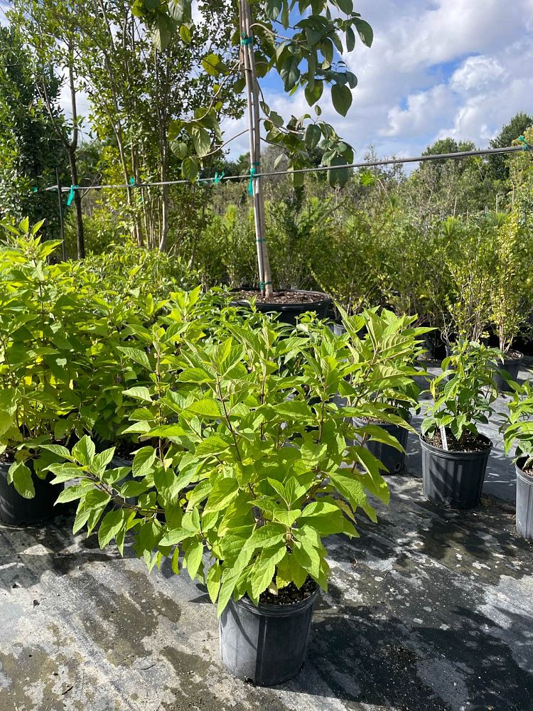 callicarpa-americana-american-beautyberry