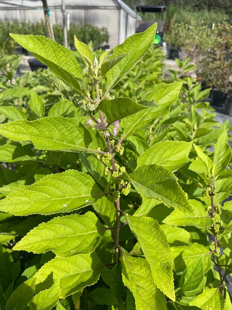 callicarpa-americana-american-beautyberry