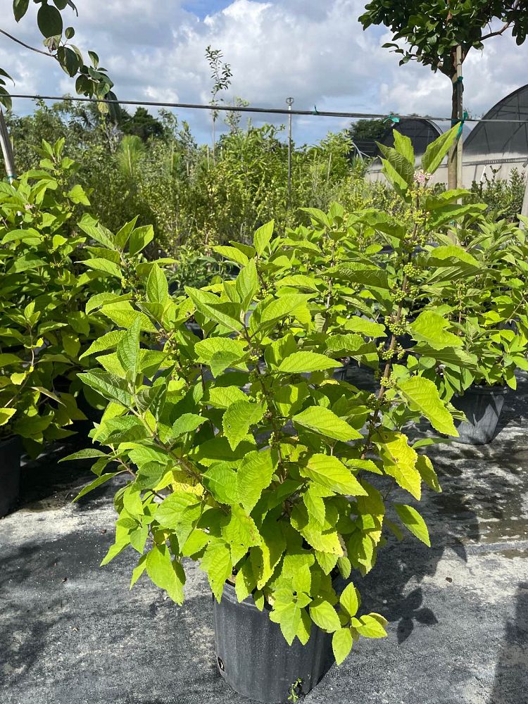 callicarpa-americana-american-beautyberry