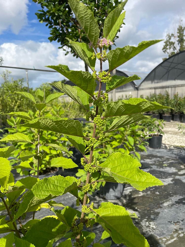 callicarpa-americana-american-beautyberry