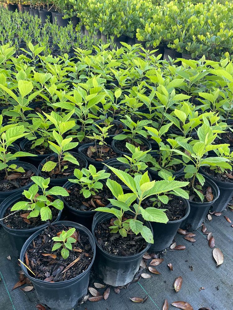 callicarpa-americana-american-beautyberry