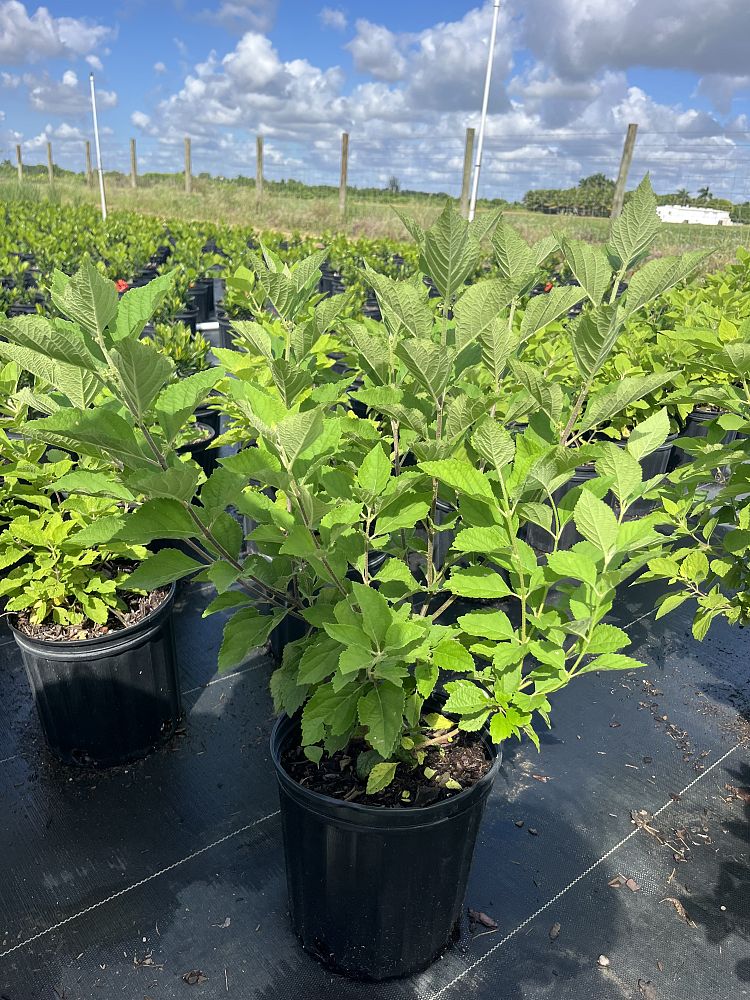 callicarpa-americana-american-beautyberry