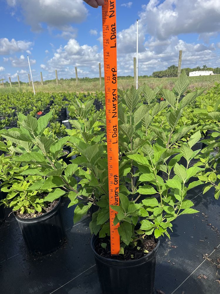 callicarpa-americana-american-beautyberry