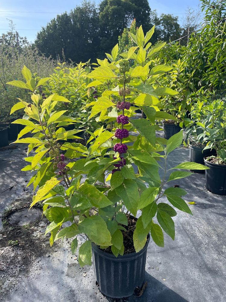 callicarpa-americana-american-beautyberry