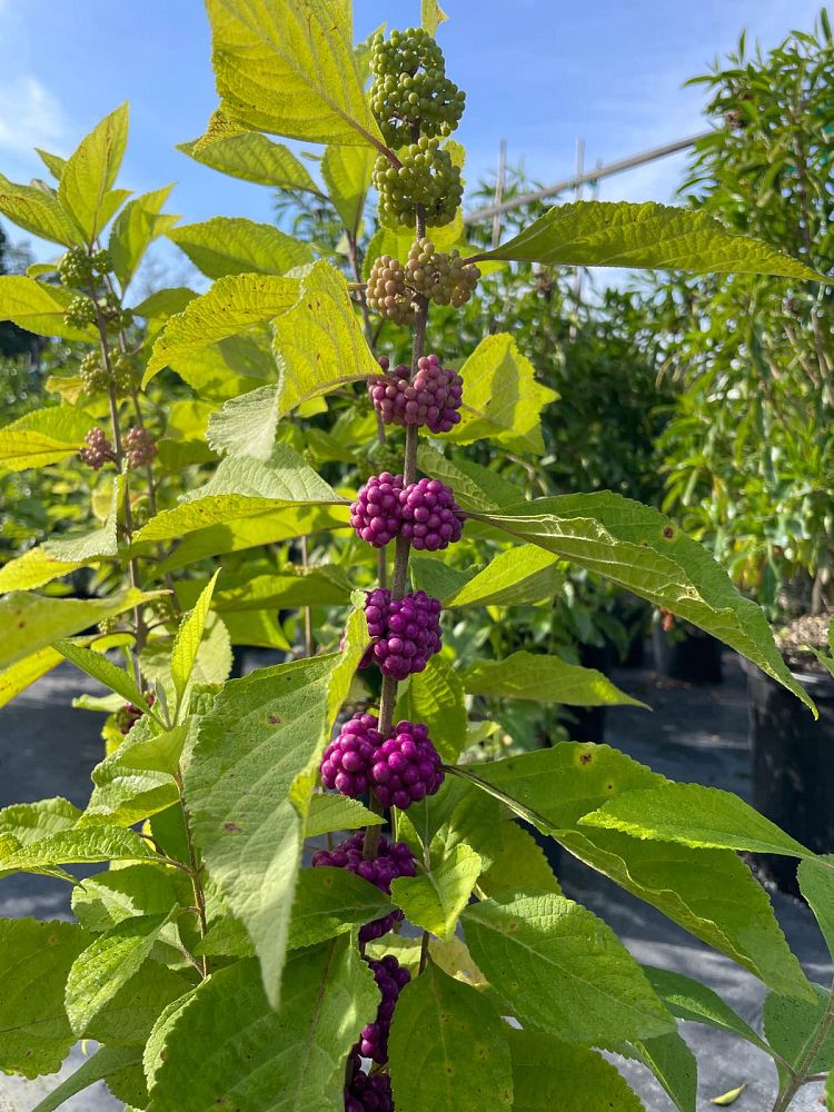 callicarpa-americana-american-beautyberry